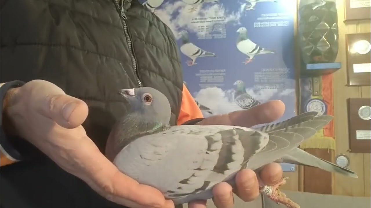 Prezentare pui licitatie Magirescu +Ojog +Dorneanu! 