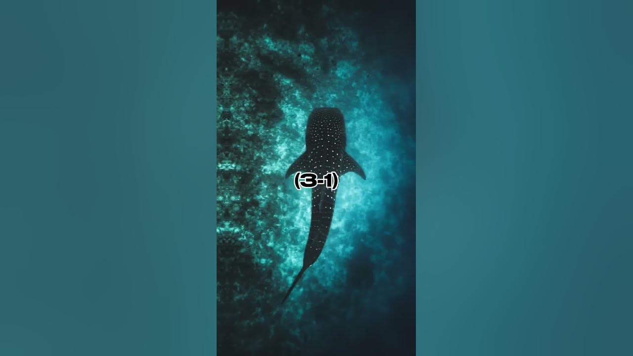 Whale shark vs great white shark - YouTube