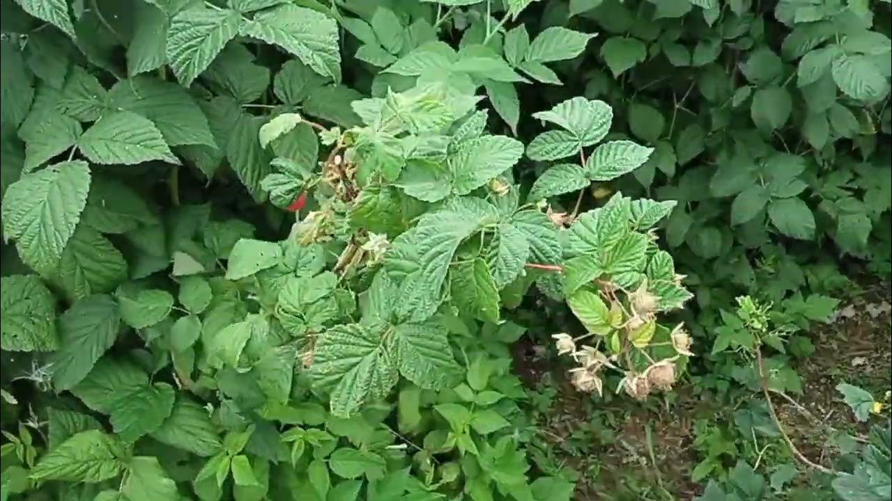 Кусты малины весной. Малина уход после сбора урожая. Чем обработать малину после урожая. Обрезка малины в июле после сбора урожая. Мульчирование ремонтантной малины.