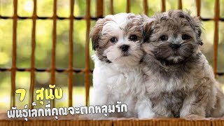 7 สุนัขพันธุ์เล็กที่คุณจะต้องหลงรัก