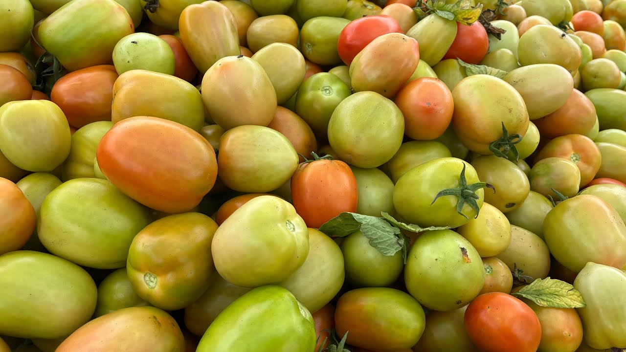 Cultivo de tomates en Perú