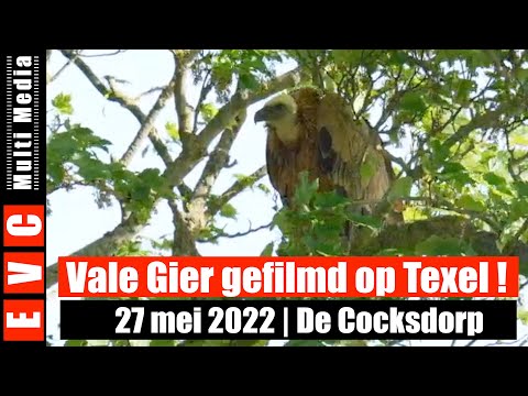 Vale Gier op Texel | Uniek |  27 mei 2022