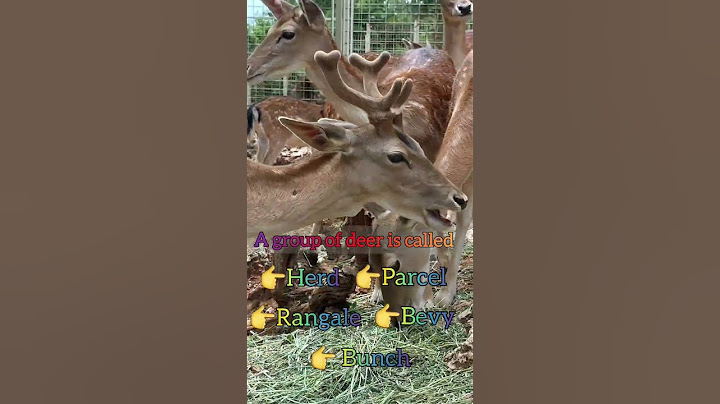 animal groups name | group of deer|staylittle channel| what is a group of deer called