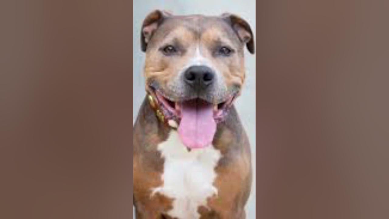 pitbull vs toddler part 1 YouTube