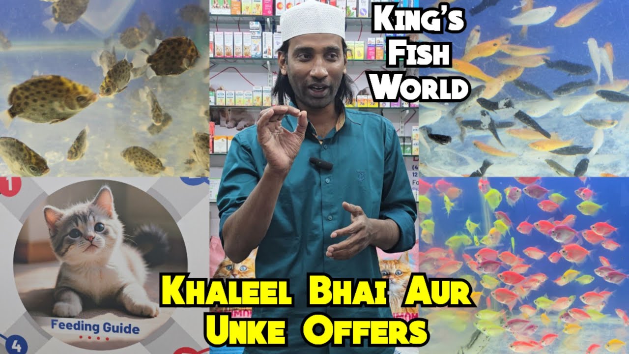 King's Fish World Pets Hub Par Sunday Offer | Khaleel Aquarist | All Types of Fishes | Hyderabad