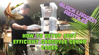 How To Setup Cost Efficient Gargoyle Gecko Cages