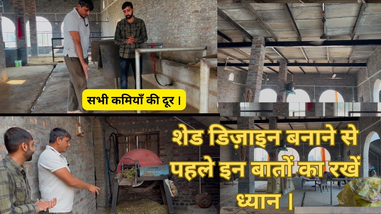 डेयरी फार्म शेड बनाने से पहले किन बातों का ध्यान रखें । How to make Dairy Farm Shed | Perfect shed.