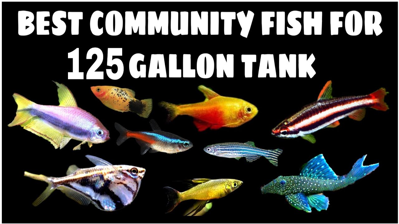 best freshwater fish for 125 gallon tank