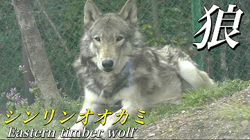 グレン山林 オオカミ グレン山林 オオカミ