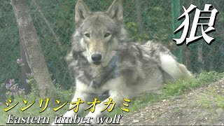 【狼】シンリンオオカミの生態〜野生のイヌ「オオカミ」の亜種〜