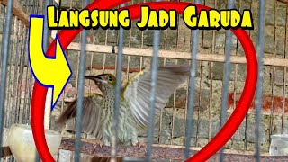 Download Lagu Cara Rawatan Harian Burung Pijantung Supaya Gacor || LANGSUNG GACOR MP3