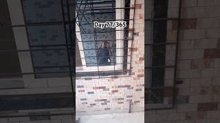 Day 77/365|| #shorts #ytshorts #shortsfeed #dailyvlog #minivlog #koli #trending #vlog #viral