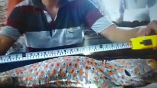 TOKEK RUMAH TERBARU 9JUNI 2020