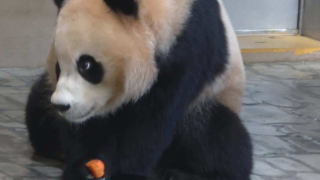 맛있는 당근 🥕 간식 타임 