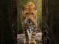 The Ghost of Yala: Sri Lankan Leopard 🐾 | #Shorts