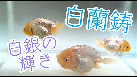 【金魚を愛でるだけの動画】４０：白銀に輝く白蘭鋳