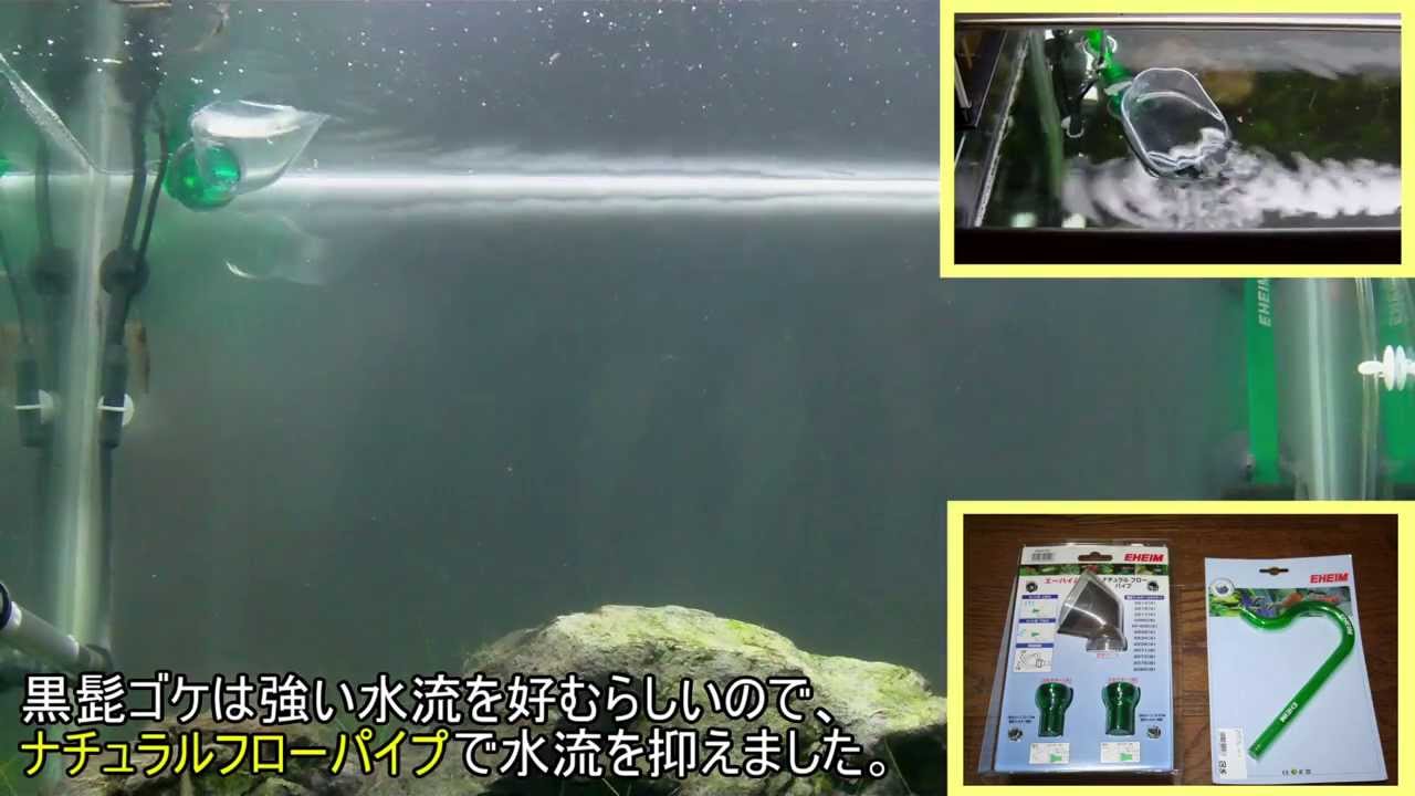 Hd ヘアーグラスの草原を作る 成長観察篇 その1コケの対処 Youtube Hd ヘアーグラスの草原を作る 成長観察篇 その1コケの対処 Youtube