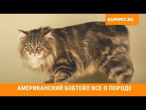 Видео: Американски бобтейл