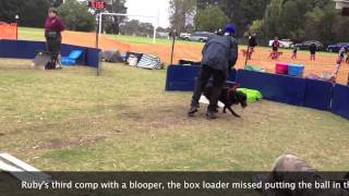Ruby does flyball