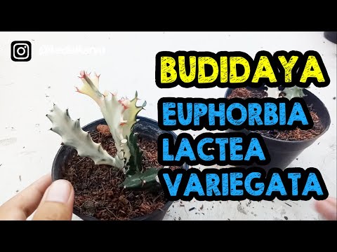 Video: Perawatan Tanaman Tulang Naga: Tips Menumbuhkan Tulang Naga Euphorbia