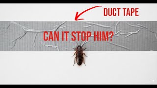 Survival Test: Can Cockroaches Escape Duct Tape? (Cockroaches  vs Duct Tape)