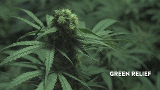 Green Relief Uses Aquaponics to Grow Loads of Marijuana