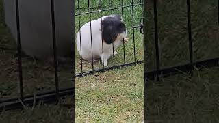 escape plan #animals #youtubeshorts  #Guineapig #shortsfeed