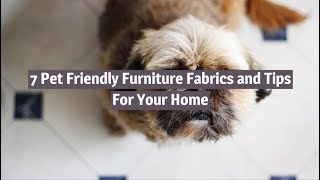 7 Pet Friendly Furniture Fabrics and Tips For Your Home