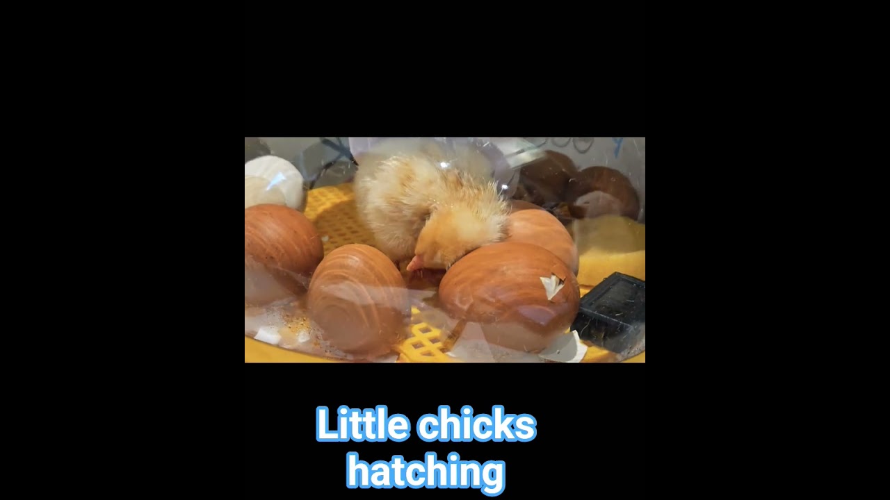 chickens just hatched!