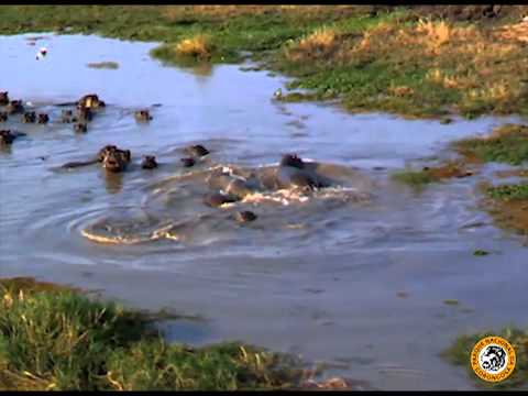 Moçambique / Mozambique - Sofala / Gorongosa ( Português )