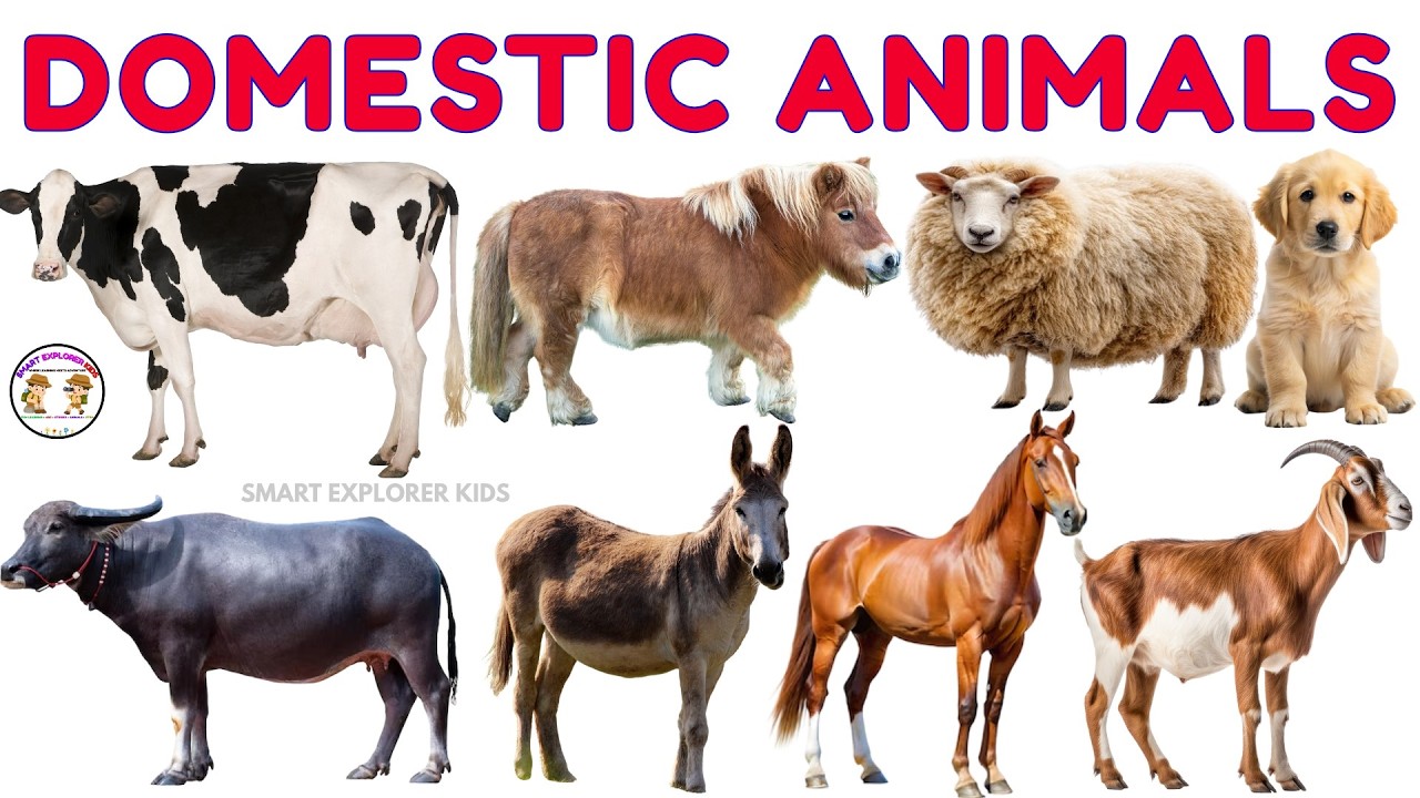 Домашние животные | Названия сельскохозяйственных и домашних животных со звуковым сопровождением ...