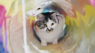 Why do cats love to play Rainbow Tunnel?🐱🤣| SD猫の夢島💗 by SD猫の夢島 147 views 3 months ago 5 minutes, 30 seconds