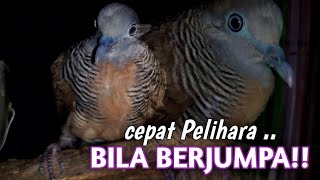 Katuranggan Perkutut Paling Banyak di cari !! perkutut ekor 15