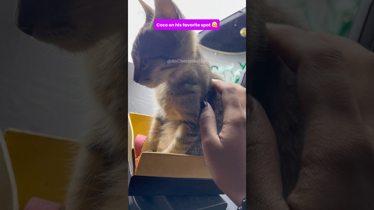 🥹Рисуем Джуди Хоппс в стиле реализма! ✨4 разных стиля. Часть 3✨ 