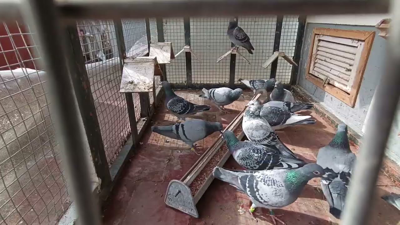 دخول الحمام من مسابقة سيدي بنور 2 في تاني مسابقة مبرمجة هد الموسم داخل جمعية ملتقى الأبطال