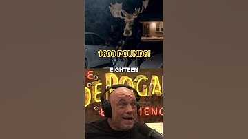 The Truth About Moose Attacks - Joe Rogan
