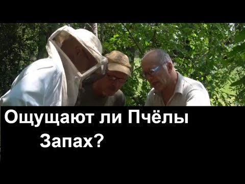 №62 Как Пчёлы Ощущают Запах? Обмен Опытом. Пасека. Пчеловодство.