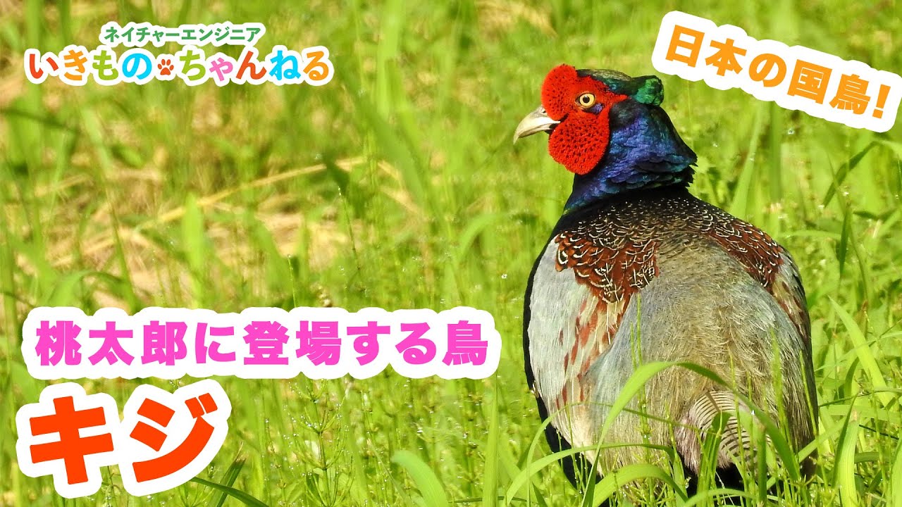 キジ 桃太郎にも登場する日本の国鳥 Youtube キジ 桃太郎にも登場する日本の国鳥 Youtube