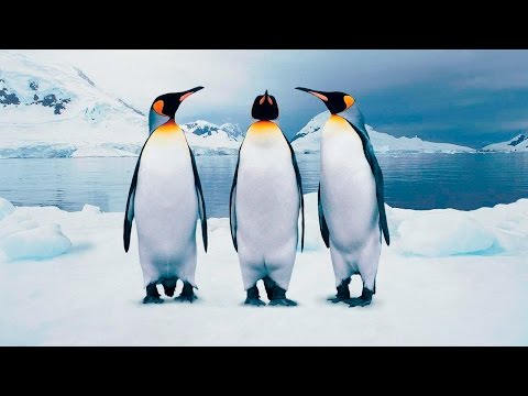 Видео: Почему у пингвинов перья?