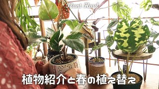 【plant】新しく購入した植物紹介と動き始めた新芽の様子丨フィロデンドロン・ミカンスの植え替え丨ホワイトナイト丨ヒロビューティー 丨Houseplants