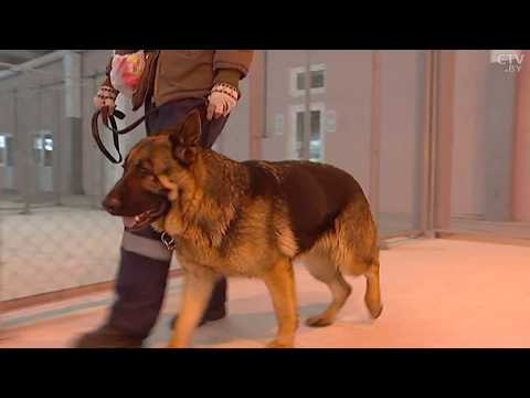 Видео: Путеводитель собаки по его любимым местам в ванной