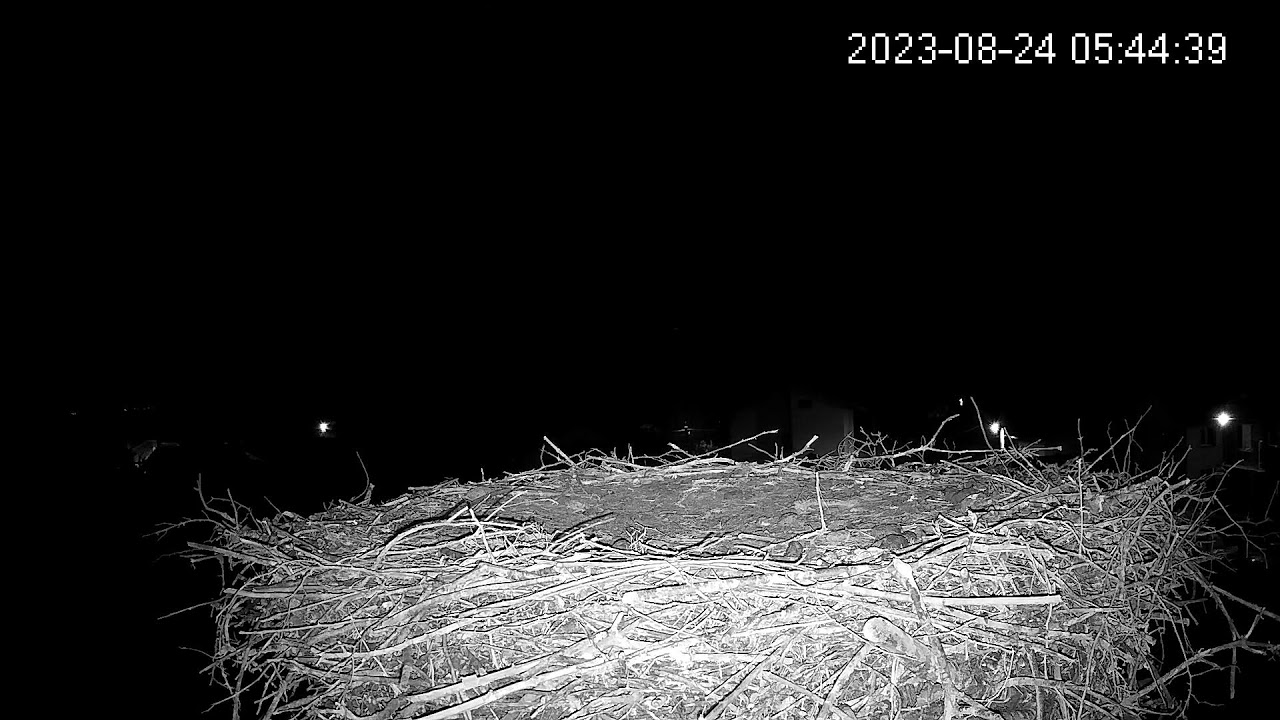 Камера предава на живо от гнездо на щъркели в село Ярлово/ Camera from ...
