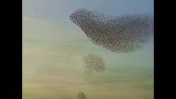 The 2030 EU Biodiversity Strategy