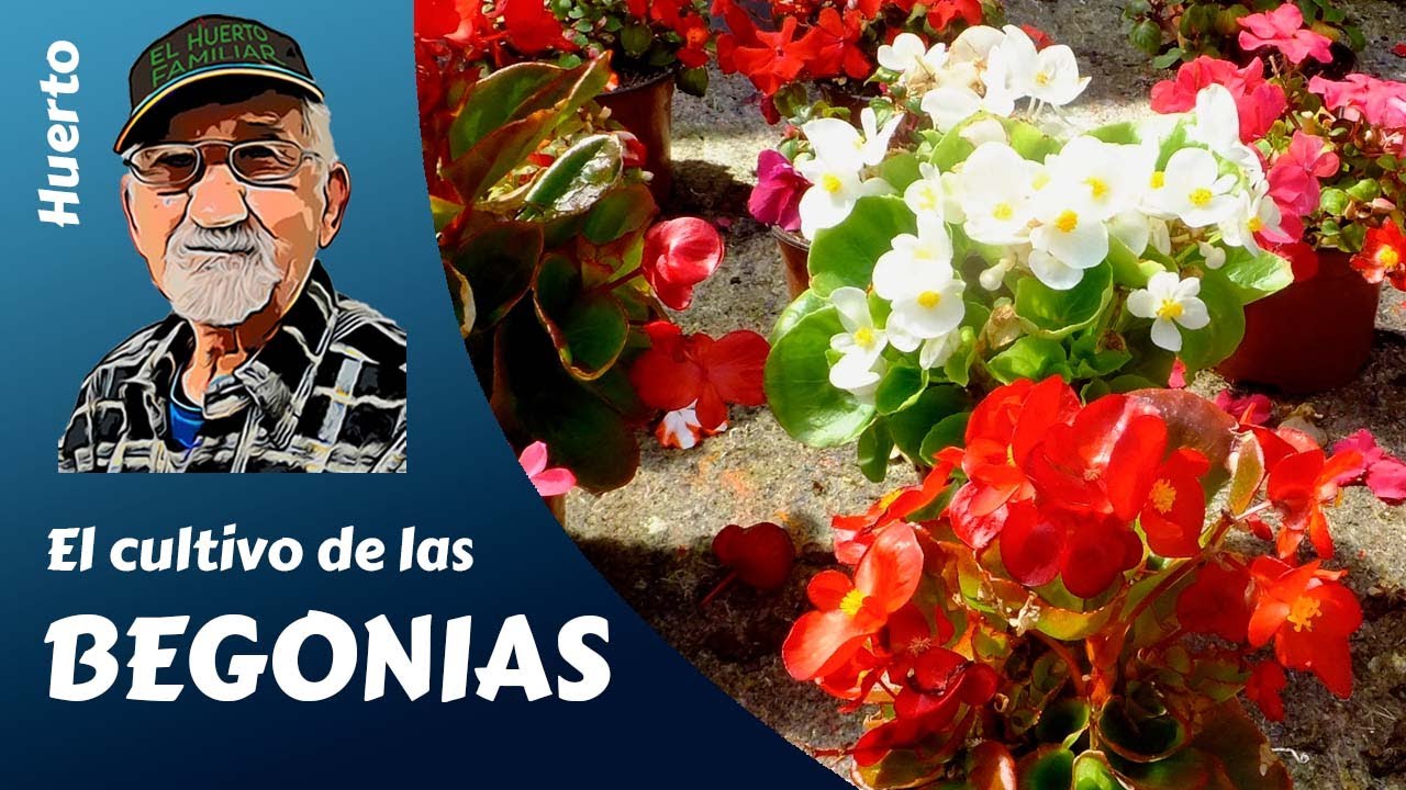 BEGONIAS: el cultivo completo de las Begonia. ¡Cultivar Begonia es Más Fácil de lo que Piensas!
