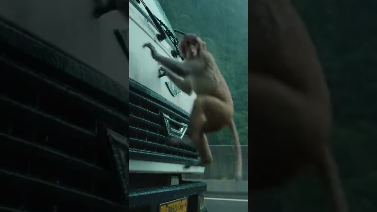 The Curve Where the Monkey Refused to Stay Silent