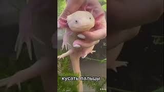 #аксолотль #axolotl 💖