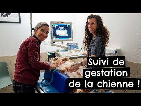 Vidéo: Comment déterminer la gestation chez le chien