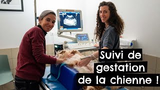 Suivi de Gestation de la chienne ! 🐶