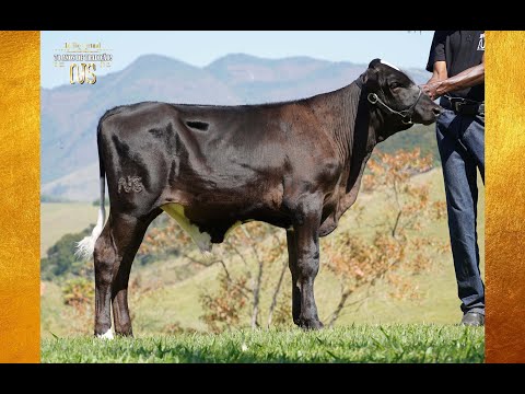 LOTE 10   0430   MARÍLIA X GILLESPY   TOURINHO