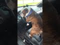 Pug Loves His Steering Wheel🐶🦮 Love ❤️.😂 #dog Honk 🔊